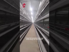 H Type 25000 Birds Automatic Chicken Cage Equipment إميلي