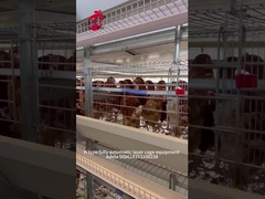 نظام أقفاص تربية الدواجن التلقائية من النوع H الأكثر شعبية للمزارع الكبيرة