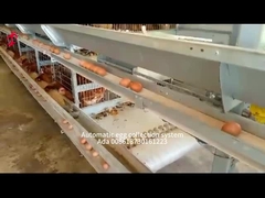 H Type 30000 Birds Automatic Egg Layer Chicken Cage With Manure Conveyor Belt Ada. قفص الدجاج ذو طبقة البيض الأوتوماتيكي من نوع H 30000 مع حزام نقل السماد Ada