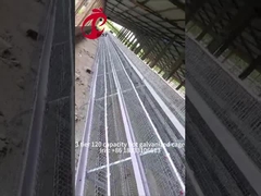 قفص طبقة الدواجن شبه التلقائي 15000 الطيور قفص الدواجن اليدوي في نيجيريا إيريس