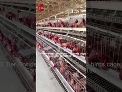 الزراعة الطبقة استخدام 2 مستوى بطارية قفص بيت الدواجن الغطس الساخن الرملية الرملية