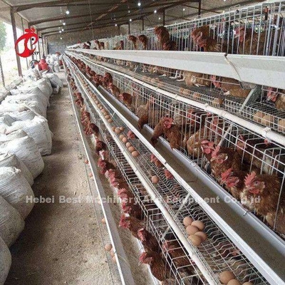 نظام قفص البطارية الأوتوماتيكي للدجاج A و H لتربية الدواجن ساندي