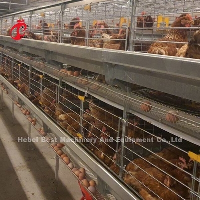 جمع البيض الأوتوماتيكي من نوع قفص الدجاج لمزرعة الدواجن