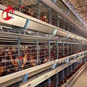 نوع A أو H أوتوماتيكية قفص الدجاج معدات تغذية هوبر نظام جمع البيض ل 35،000 الطيور دوريس