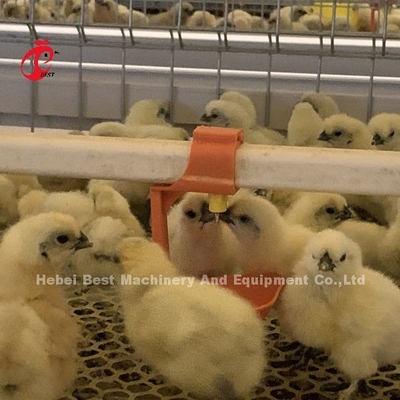 قفص إزالة الطيور العملي 380 فولت لليوم القديم الطبقة الزراعة الطيور في أفريقيا المزرعة إيريس