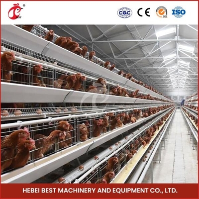 معدات قفص الدجاج الأوتوماتيكي A Frame 4 Tier Layer Cage System Doris Shi