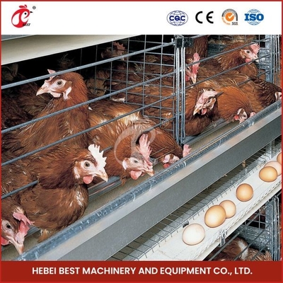 H Type 30000 Birds Automatic Egg Layer Chicken Cage With Manure Conveyor Belt Ada. قفص الدجاج ذو طبقة البيض الأوتوماتيكي من نوع H 30000 مع حزام نقل السماد Ada