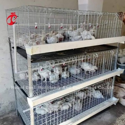 نوع (أند إتش) طيور الدجاج بطارية قفص الدجاج لمدة 45 يوماً طيور الدجاج (إيميلي)