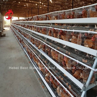 زاوية شريط الإطار نظام قفص بطارية الدواجن H نوع طبقة قفص الدجاج أفريقيا دوريس