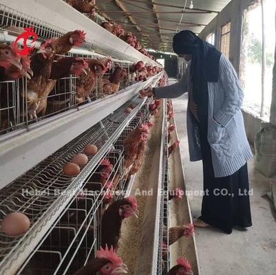 سعر قفص بطارية الطبقات في نيجيريا 12 أسبوعًا دجاج 128 طائر ستار
