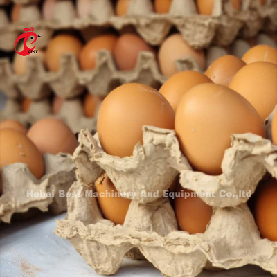 نظام قفص تربية الدواجن التلقائي مع الكهرباء / غطس ساخن الغلاف الصيني السطحية روز