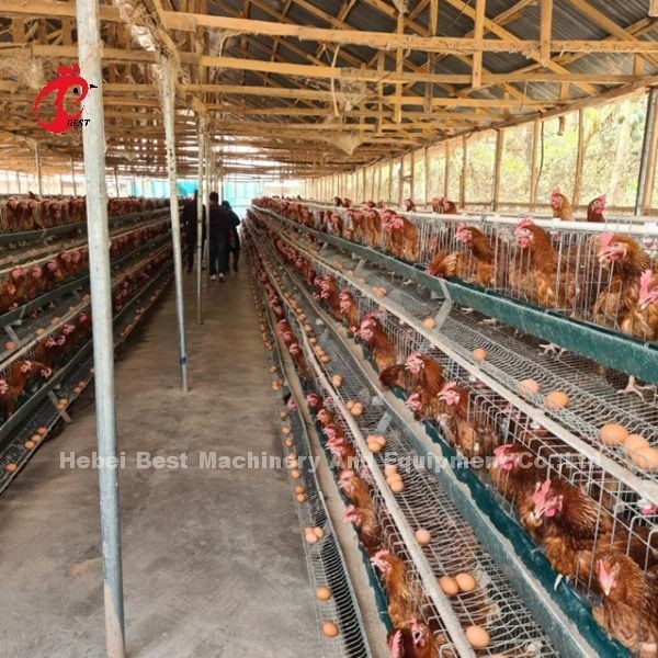 نظام قفص بطارية الدواجن من 3 طبقات أو 4 طبقات لطبقات القزحية