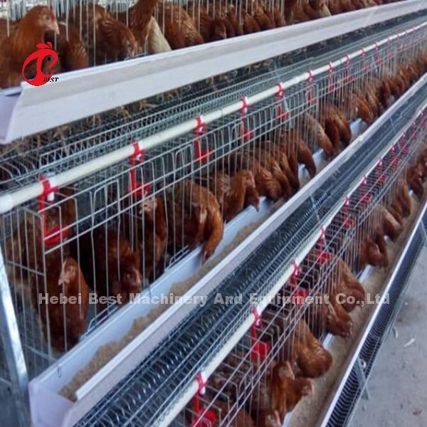 نظام قفص بطارية من نوع 4 مستويات فضية معلبة