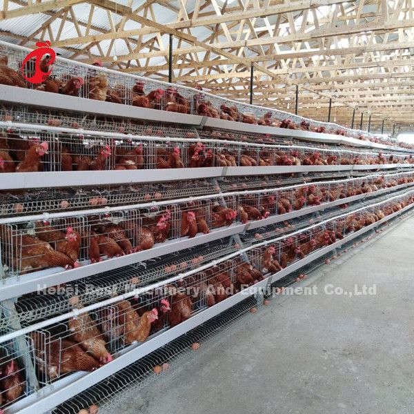 نظام قفص بطارية بطبقة دجاج مجلفنة A نوع 120 متعدد الطبقات