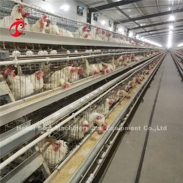 معدات قفص الدجاج الأوتوماتيكي من نوع H الحديث لمدة 20 عامًا من عمر Ada