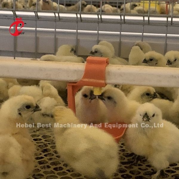 قفص إزالة الطيور العملي 380 فولت لليوم القديم الطبقة الزراعة الطيور في أفريقيا المزرعة إيريس