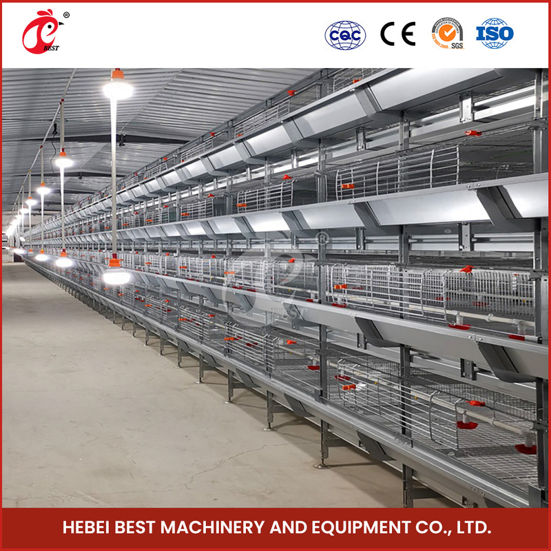 نظام قفص الدجاج الأوتوماتيكي بالكامل من نوع H Q235 Steel Rustproof Star
