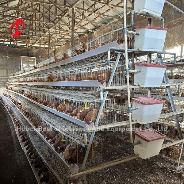نظام قفص زراعة الطبقة الكهربائية المصهرة نظام قفص زراعة الدواجن مع الحلمات الآلية إيميلي وانغ