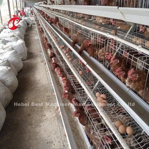 نظام تغذية تلقائي الدواجن الدجاج بطارية طبقة قفص نوع Ada