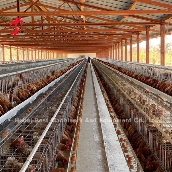 نظام قفص تربية الدواجن الأكثر مبيعًا في إفريقيا 32 بابًا لطيور وضع البيض إميلي