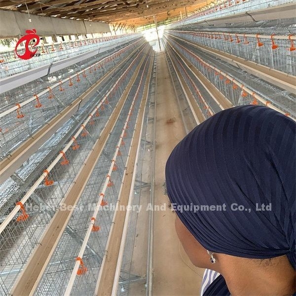 نوع يدوي وضع البيض الدجاج القفص الدجاج إيميلي