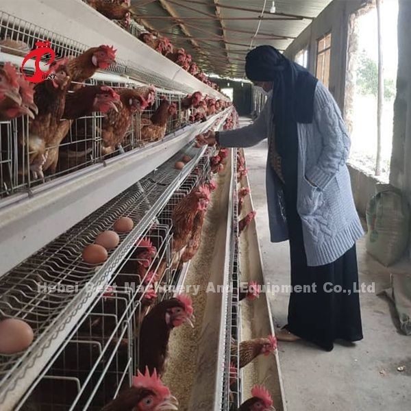 144 الطيور سعة نوع H قفص طبقة للدجاج التجاري ميا