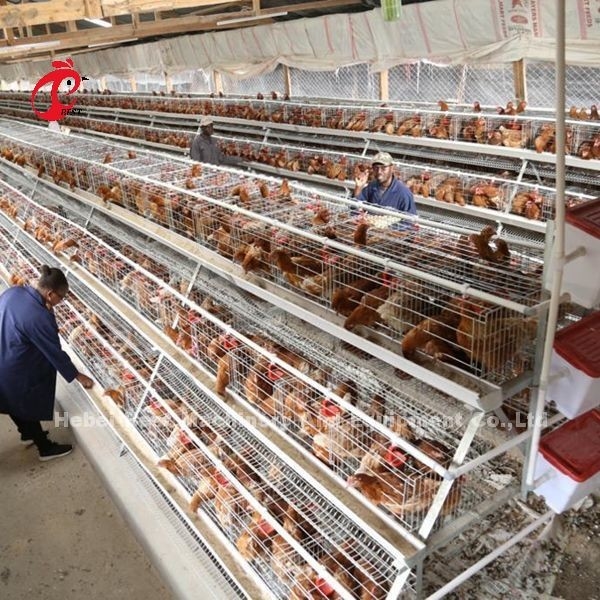 ISO Battery Type Breeding Cage ، قفص دجاج من 3 طبقات لمزرعة الدواجن Iris